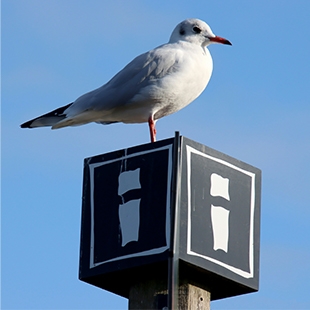 鳥類.jpg 鳥類.jpg